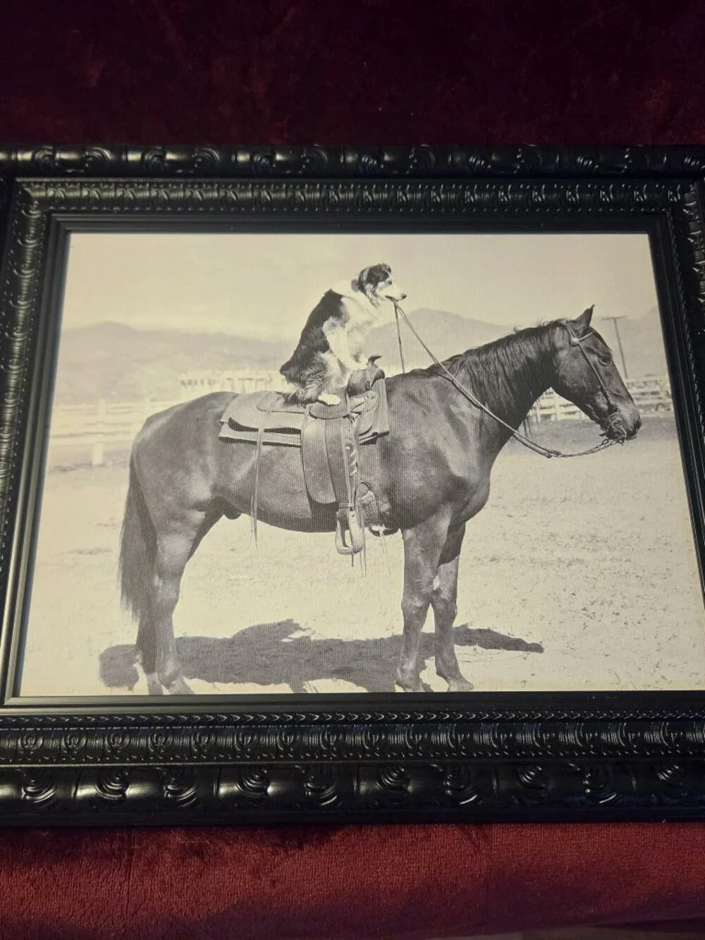 saddle up depicts dog sitting on a horse framed print no glass fun pic